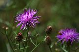 Purple Wildflowers & Buds_50113